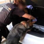 78 arrests in bust of major Western Mediterranean smuggling network in Spain – The criminal network operated like a logistics company managing two-way maritime smuggling of drugs, weapons and migrants between Europe and Algeria