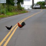 Top Weirdest Laws in Georgia You Should Know About